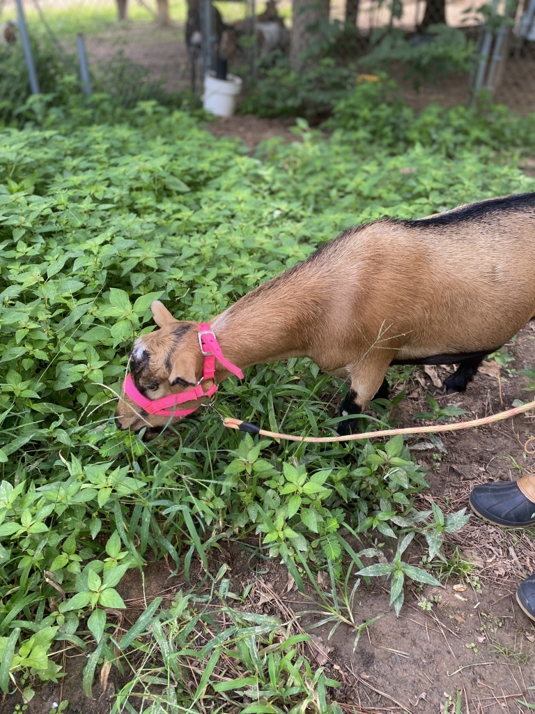 goat grazing on a leash